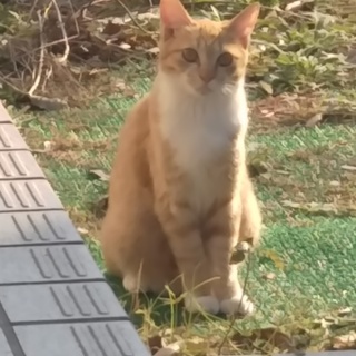 スコのMix可愛い子猫の優しい飼い主さん募集❗