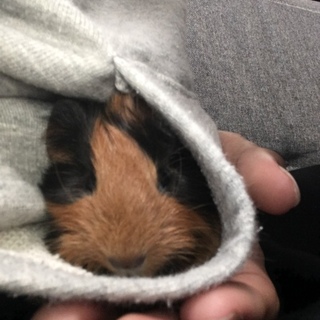 モルの赤ちゃん シェルティ【0才】