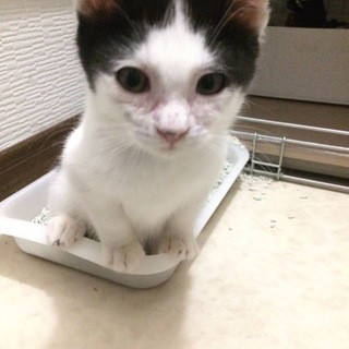 ふんばり親子猫　ハチワレ 仲良し親子招き猫（ハチワレ,白猫子猫） | Gallery Hanae