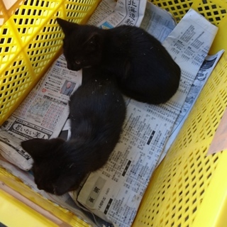 明日の朝まで 黒猫 子猫２匹