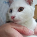 オッドアイ　白猫　美猫