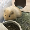 ゆーぽぽん