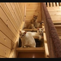 保護猫  映画ハウス サムネイル2