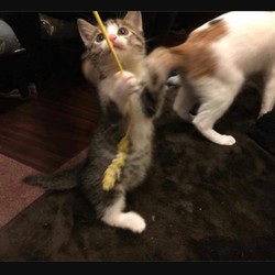 保護猫  映画ハウス サムネイル3