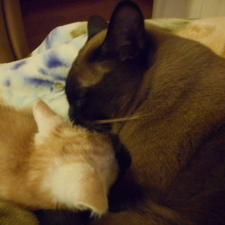 「我が家にやってきたとき」サムネイル2