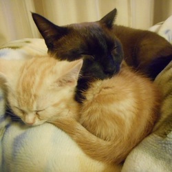 「我が家にやってきたとき」サムネイル3