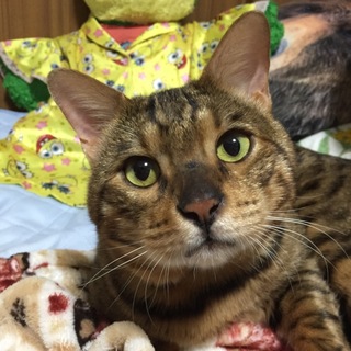 大きな甘えん坊ベンガルの男の子