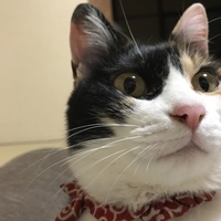 ミー