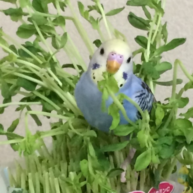 ろいみーのカバー写真