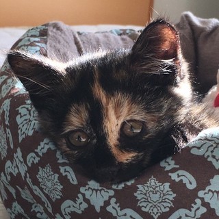 ふわふわ半長毛❤️もーるちゃん❤️黒ソックス