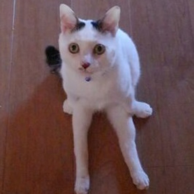 アニマルフレンドシップのカバー写真