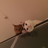 にこちゃ
