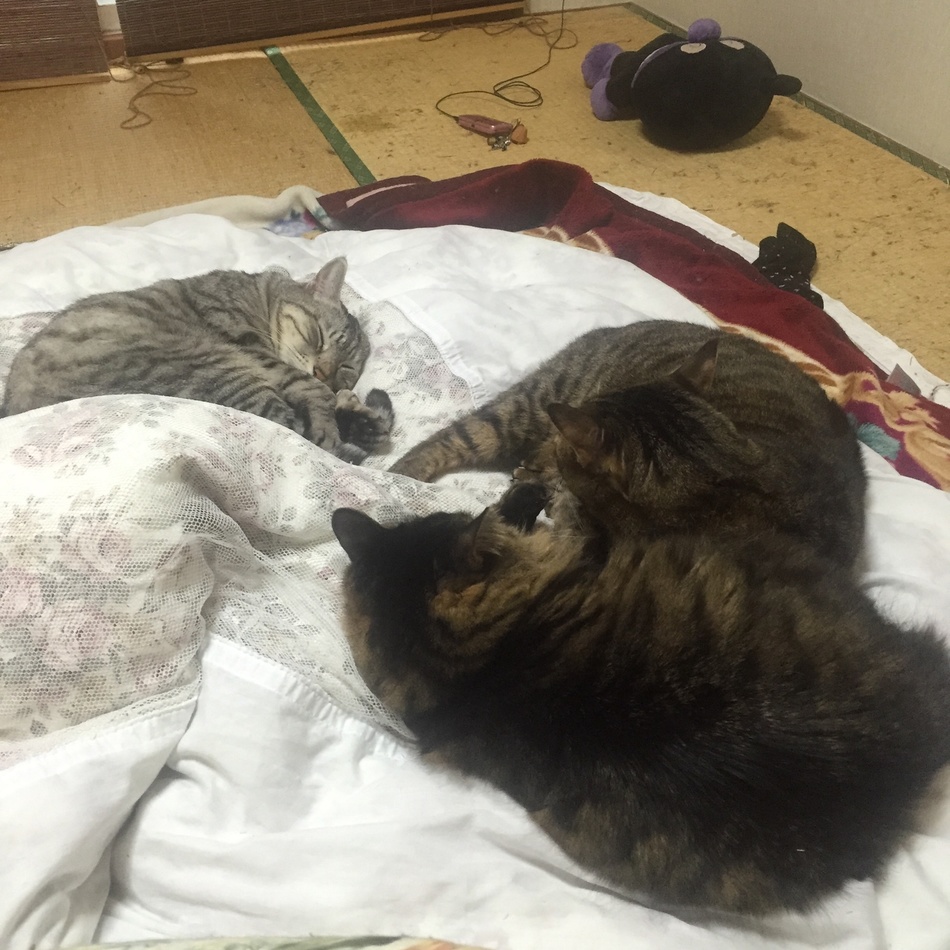 るんるんのカバー写真