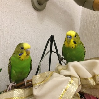 セキセイインコ青ペア、緑ペア里親さん募集！