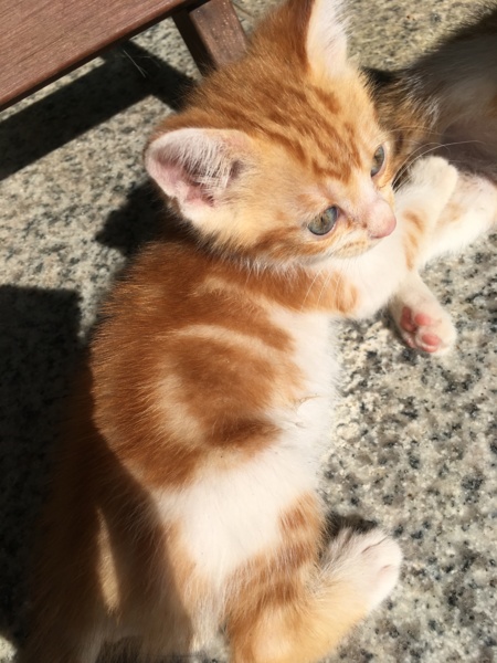 アメショ風レッドタビー 2ヶ月 岡山県 猫の里親募集 ペットのおうち 月間利用者150万人 アメショ風レッドタビー 2ヶ月 岡山県 猫の里親募集 ペットのおうち 月間利用者150万人