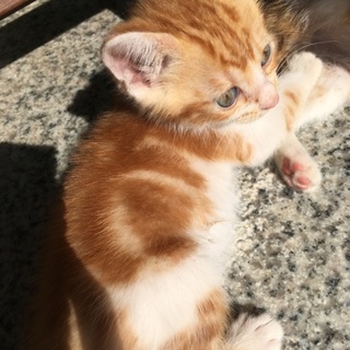 アメショ風レッドタビー♂2ヶ月