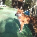 柴犬の男の子です。可愛がっていただける方募集します