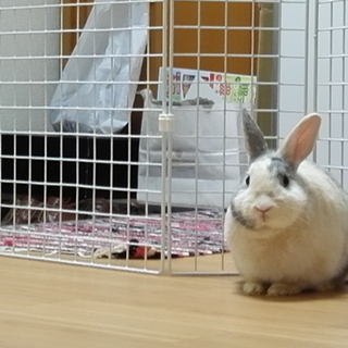 のんびりマイペースウサギさんです！