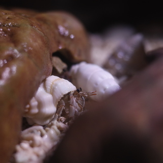 小さなオカヤドカリさんの里親募集中!!