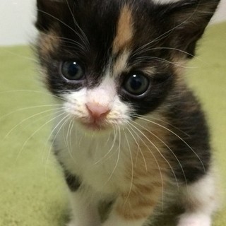 黒三毛の赤ちゃん子猫