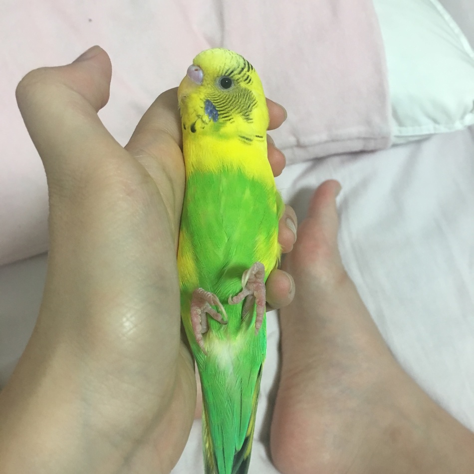 もものカバー写真