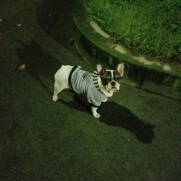 おトイレを全然しないので、できないお散歩をさせてみた