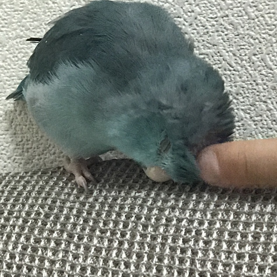 マメ太のカバー写真