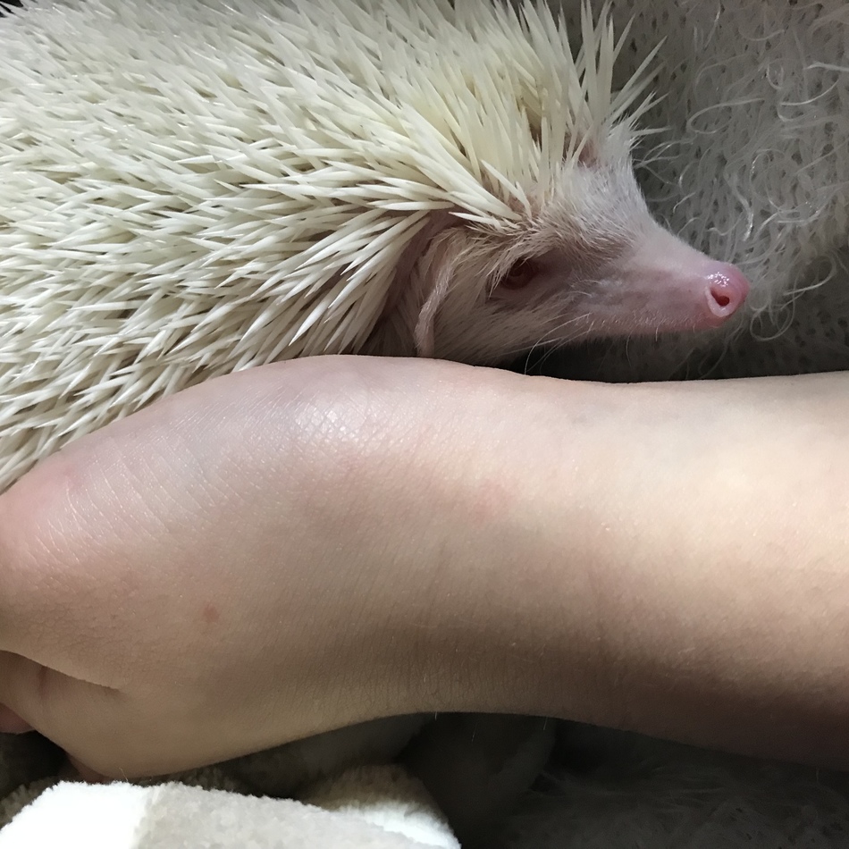 ミルクのカバー写真