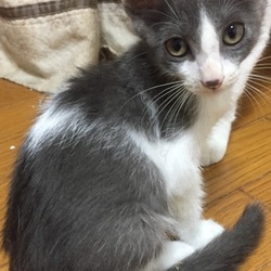 11月11日(土)に愛知県豊川市で猫の譲渡会！