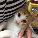 兄弟とも新しい家族に迎えられました！ありがとう