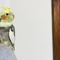 オカメインコの家族を探しています