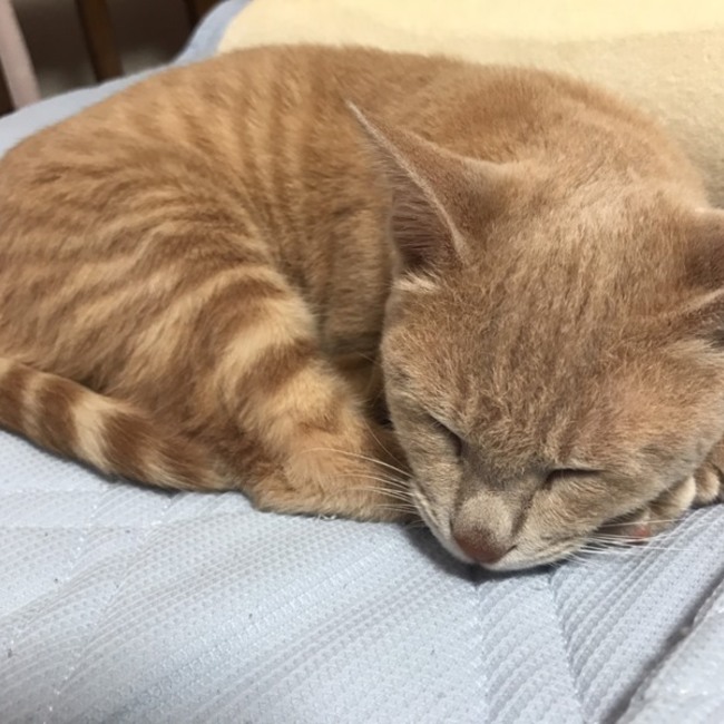 グミのあーちゃんのカバー写真