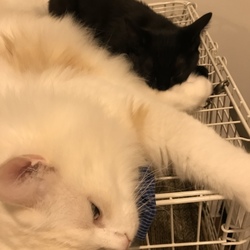 チュパチュパ。