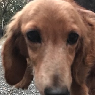 ダックス女の子