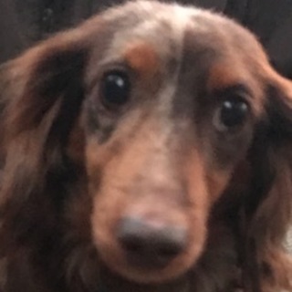 ダックス女の子