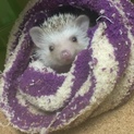 ハリネズミ