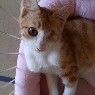 生後6ヶ月の茶トラ☆片目のトーニー