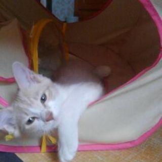 ふわふわ綿毛の煮えてるびわちゃん