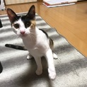 可愛い三毛ちゃん4か月★留守番可
