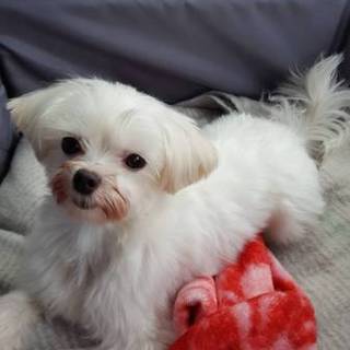 マルチーズの里親を募集致します。【マリー】