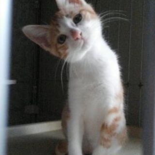 生後3ヶ月☆ちんまり可愛いこまちゃん