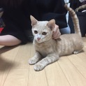 猫じゃらしが大好きな雄の子猫