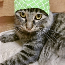 「かぶりものシリーズ」サムネイル3