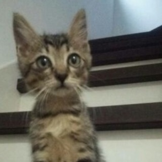 3ヶ月☆くっきりラインのアメジスト