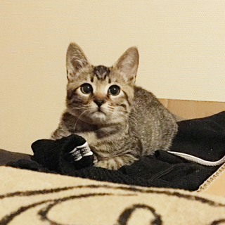 里親様決定です！ミル君里親募集♪