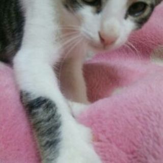 ３ヶ月☆美形のキジ白アクアマリン