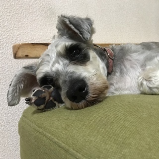 里親様決定　チャム君♂推定7歳甘えん坊