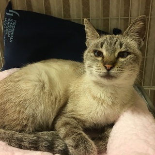 ヨレヨレで助けを求めて来た子です