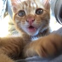 茶トラ♂