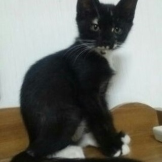 ５ヶ月☆黒猫？いえ、三毛猫なんです～かのんちゃん